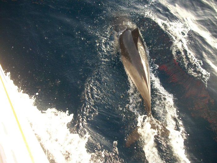 20 oct 2014 ROUTE VERS PENICHE ( Portugal ) (37).JPG (396.14 Kio) Consulté 27722 fois 20 oct 2014 ROUTE VERS PENICHE ( Portugal ) (37).JPG