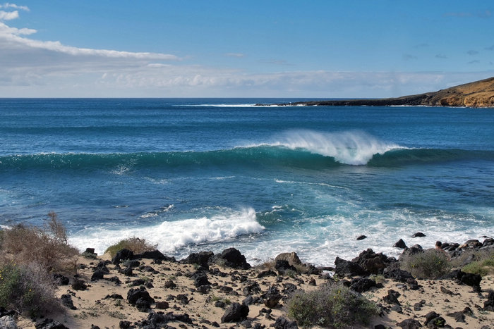_DSF4307.JPG (789.5 Kio) Consulté 27275 fois petit coucou de l'ile de Graciosa