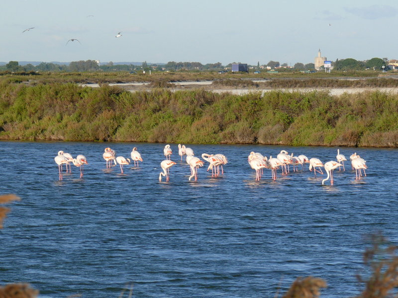 P1020177.JPG (1016.76 Kio) Consulté 8266 fois P1020177.JPG